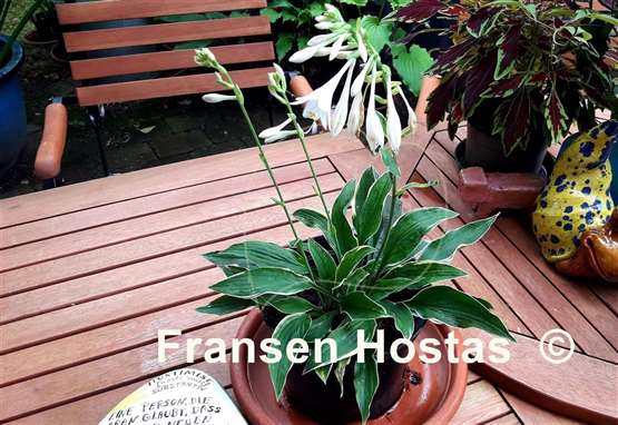 Hosta Freising Variegated